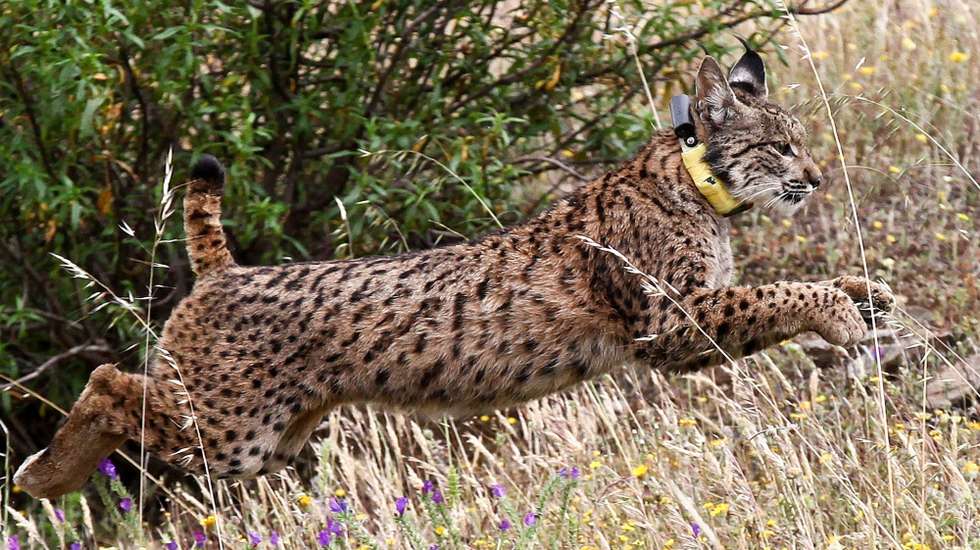 O lince ibérico, o urso pardo, o urso negro, o tigre, o jaguar ou o macaco cauda-de-leão são algumas das espécies com registos regulares de atropelamentos