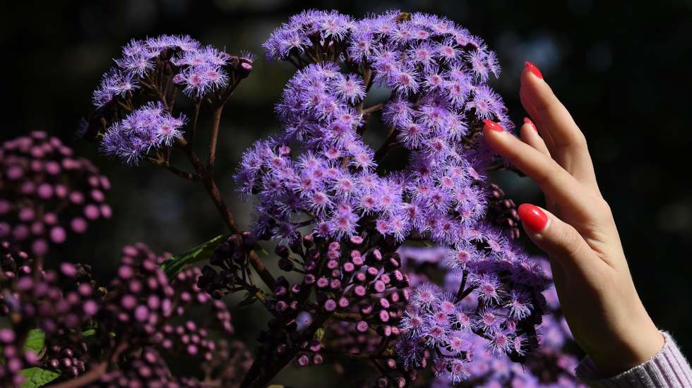 epaselect epa08638433 A visitor to the Royal Botanic Gardens touches blossoming flowers on the first day of spring in Sydney, Australia, 01 September, 2020.  EPA/DEAN LEWINS  AUSTRALIA AND NEW ZEALAND OUT