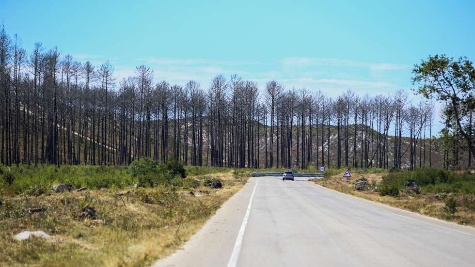Vista do Pinhal de Leiria, em Vieira de Leiria, 31 de julho 2020. Há milhares de pinheiros a crescer na Mata Nacional de Leiria quase três anos após o incêndio que destruiu quase toda a floresta do concelho da Marinha Grande, apontando o ICNF - Instituto da Conservação da Natureza e das Florestas para uma taxa de sucesso de regeneração superior a 80%. (ACOMPANHA TEXTO DE 9 DE AGOSTO DE 2020). PAULO CUNHA /LUSA
