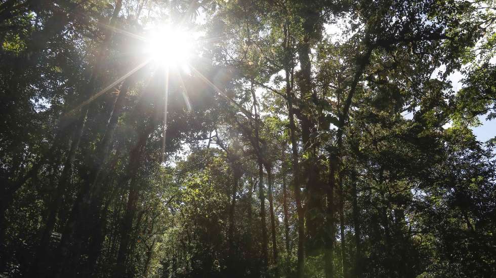 epa08913536 View of a hawk in the Palo Verde cloud forest, a natural reserve with vast biodiversity, which is home to numerous hundred birds and a large number of hiking trails in the province of Cartago, Costa Rica, 31 December 2020.  EPA/Jeffrey Arguedas