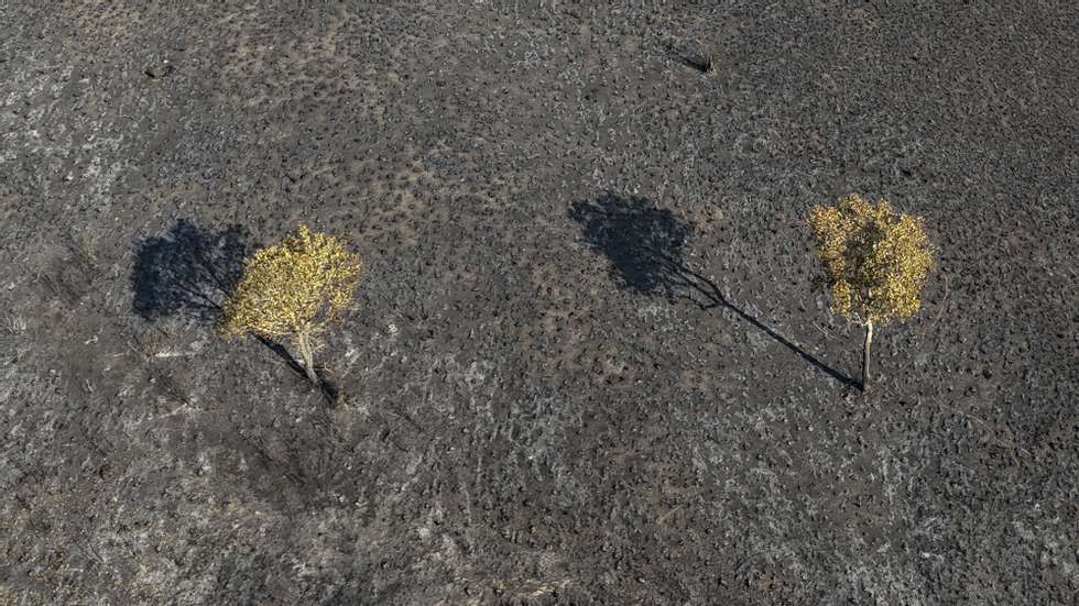 epa11438092 An Aerial photo taken with a drone shows a zone devastated by a forest fire along the MS-228 road, in the Brazilian Pantanal near the village of Corumba, Brazil, 25 June 2024. Brazilian Mato Grosso do Sul state declared an emergency situation due to the forest fires that affected the major area knowed as Pantanal, wich Brazil shares with Bolivia and Paraguay.  EPA/Sebastiao Moreira