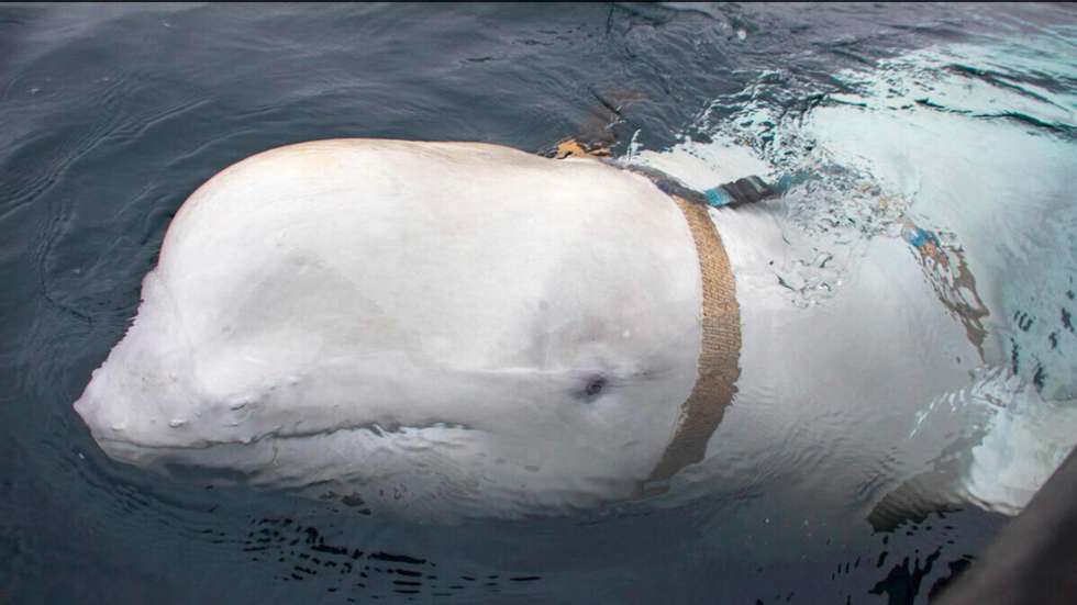 A beluga Hvaldimir foi encontrada morta no último sábado e terá sido morta a tiro