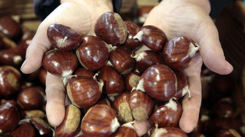 Concelho de Vinhais colhe cerca de oito mil toneladas de castanha por ano