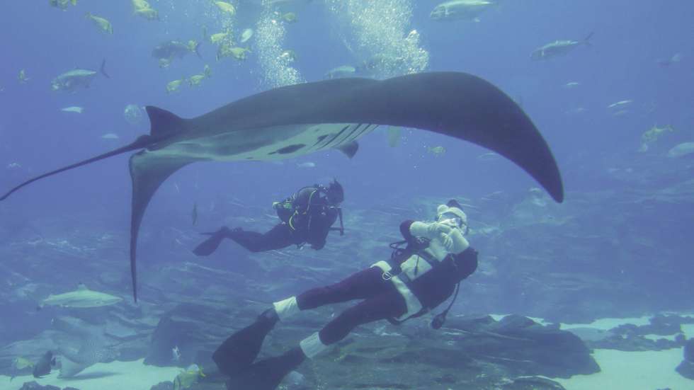 Os cientistas acompanharam o movimento de espécies como as raias-manta-de-recife dentro da área protegida