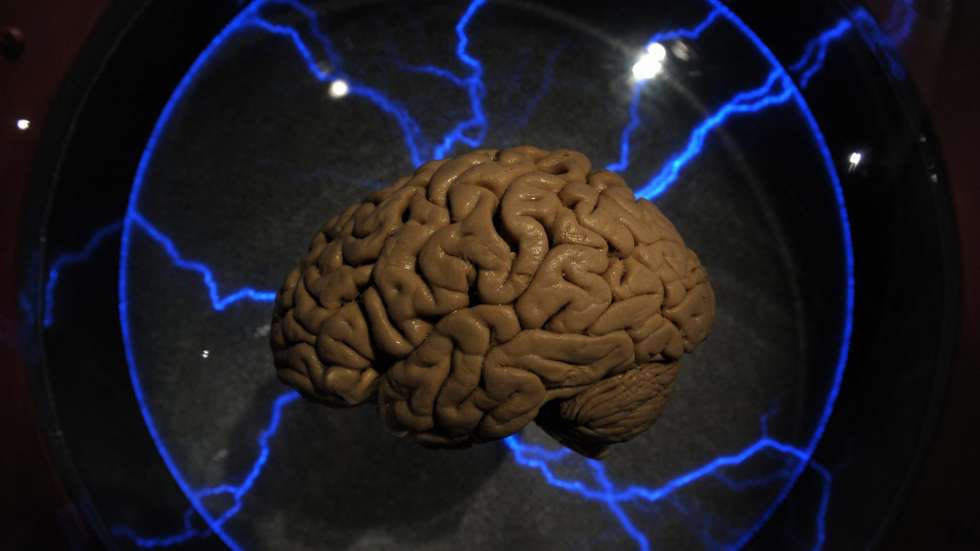 Os investigadores identificaram diferentes estados de desenvolvimento no tecido cerebral de pessoas com idade até aos 78 anos