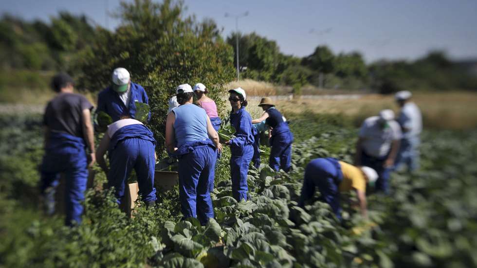 O projeto "Hortinhas Solidárias" resulta de uma parceria entre a Câmara Municipal de Tondela, o Instituto de Emprego e Formação Profissional (IEFP) e a Confagri - Confederação Nacional das Cooperativas Agrícolas e do Crédito Agrícola de Portugal. Vinte pessoas desempregadas ou com uma situação profissional instável estão a ter formação na área da agricultura, dando nova vida a terrenos que se encontravam desocupados na Cidade de Tondela. Os produtos provenientes dos terrenos cultivados são doados a instituições de solidariedade social e a famílias carenciadas, Tondela, 30 de Junho de 2013. (ACOMPANHA TEXTO)  NUNO ANDRE FERREIRA/LUSA