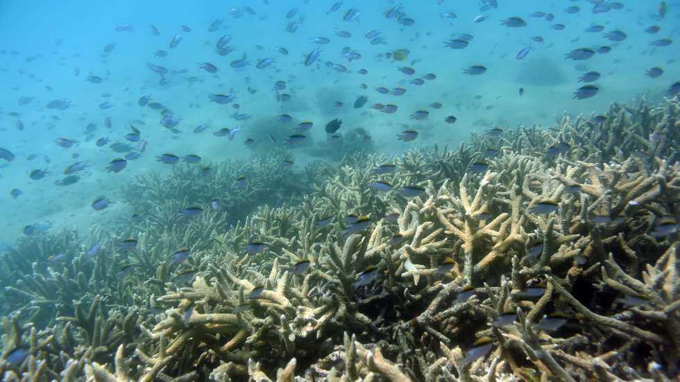 epa09359487 (FILE) - Tropical fish swim along the edges of a coral reef off Great Keppel Island, Queensland, Australia, 25 November 2016 (reissued 23 July 2021). The Great Barrier Reef was not classified as 'in danger' and remains a UN World Heritage site until further consideration in February 2022, a committee decided on 23 July 2021.  EPA/DAN PELED AUSTRALIA AND NEW ZEALAND OUT *** Local Caption *** 53134109