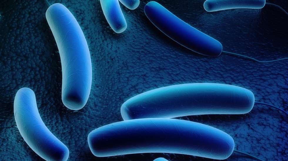 Desde o dia 29 de outubro, registaram 88 casos de legionella na região norte e 10 óbitos