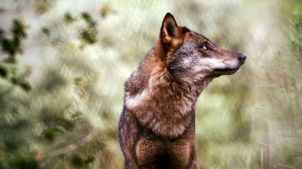 Segundo o ICNF, o lobo-ibérico possui em Portugal o estatuto de em "perigo", que lhe confere o Estatuto de Espécie Protegida