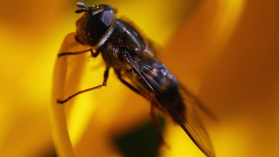 As moscas da fruta partilham 75% dos genes humanos envolvidos na dependência de substâncias como a cocaína.
