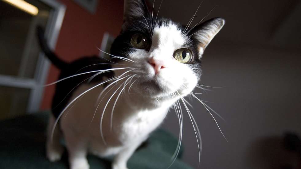 Atualmente, esta rede conta com cerca de 400 centros médico-veterinários, e com 41 autarquias envolvidas no apoio social a animais de companhia