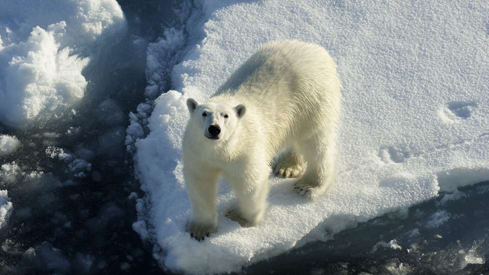 urso polar