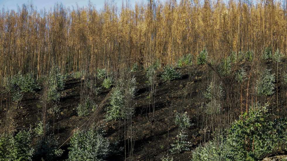 De acordo com a Celpa, já foram rearborizados cerca de 130 hectares de floresta, com a utilização de espécies como o pinheiro-bravo, o eucalipto, o medronheiro ou o carvalho, e construídos 54 quilómetros de caminhos e aceiros