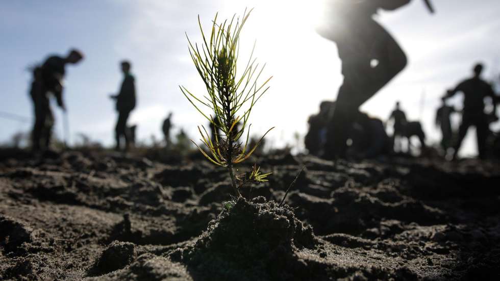 O Centro Pinus foi criado em 1998 para promover a importância ambiental, social e económica do pinheiro-bravo na floresta portuguesa