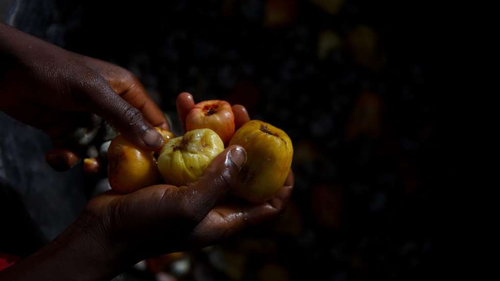 Até meados da década de 70, Moçambique era o segundo maior produtor mundial de caju (210 mil toneladas processadas em 1973), atrás apenas da Índia