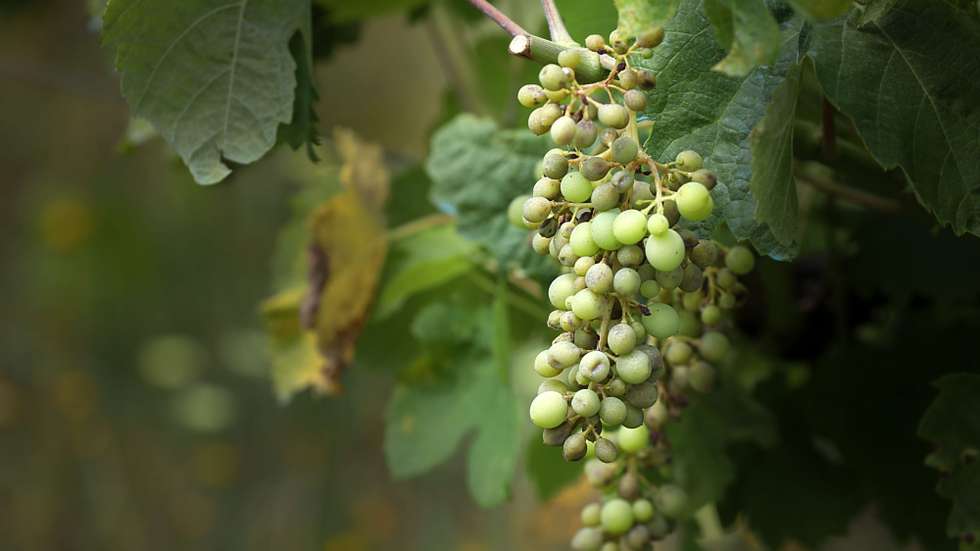 O "GrapeMicrobiota" explora a caracterização, seleção e valorização de leveduras autóctones de três castas do Douro