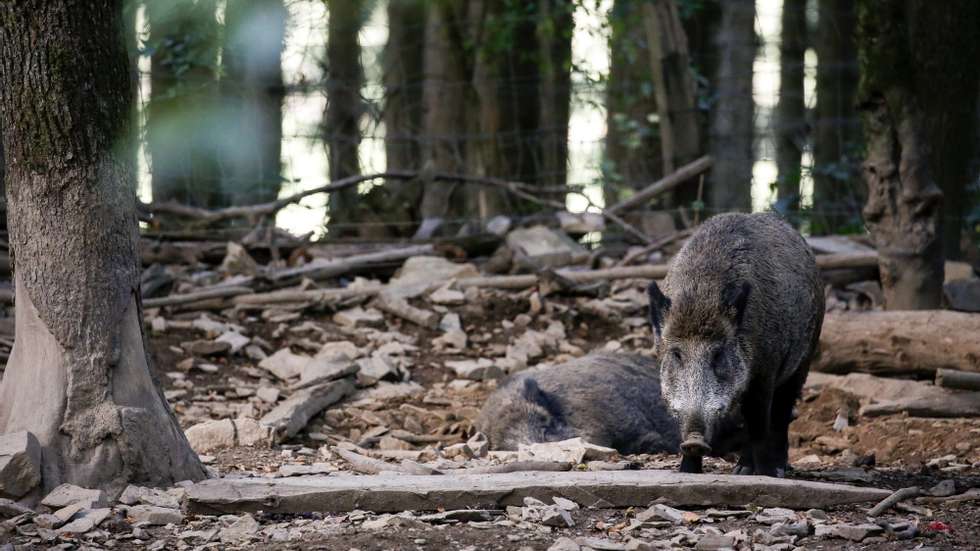 A população de javalis estima-se estar entre os 300 mil e os 400 mil