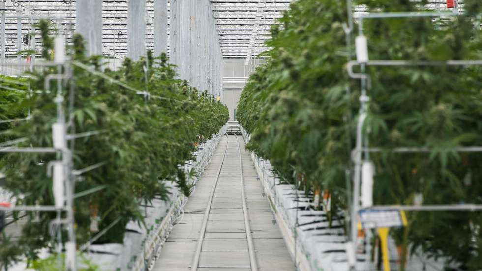 Inauguração das instalações de produção de canábis medicinal da Tilray em Portugal, em Cantanhede. JOÃO PORFÍRIO/OBSERVADOR