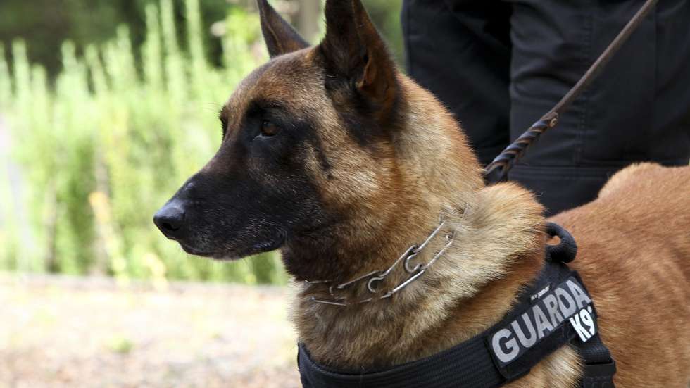 Cody Henderson encontrou os dois cães mortos pelas 15h30 do dia 29 de maio no seu veículo de serviço