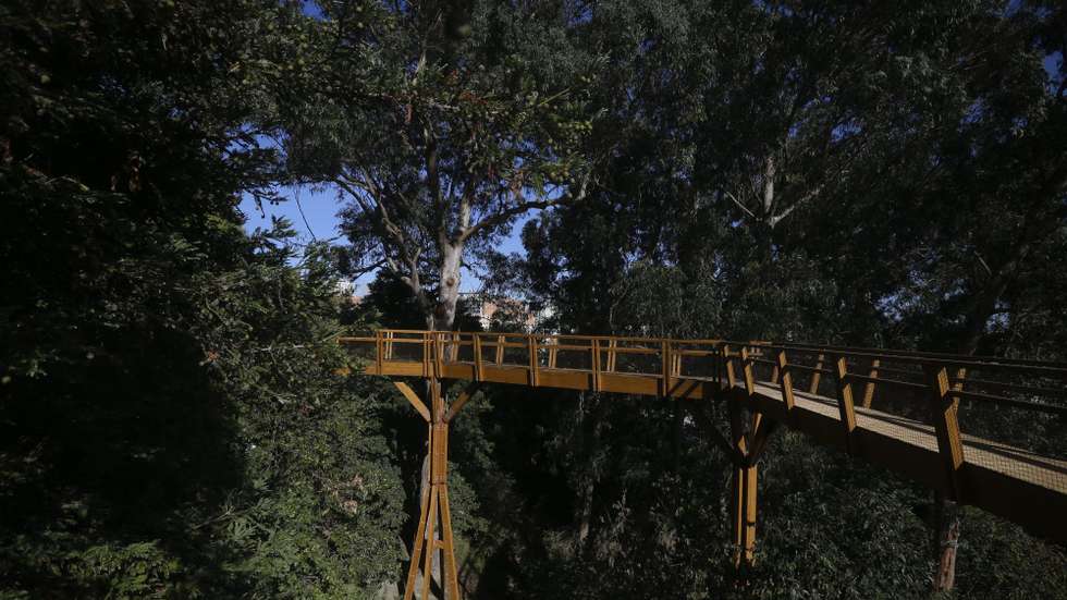 O percurso pedestre da Levada do Furado, entre o Ribeiro Frio e a Portela, na Madeira, reabriu esta terça-feira
