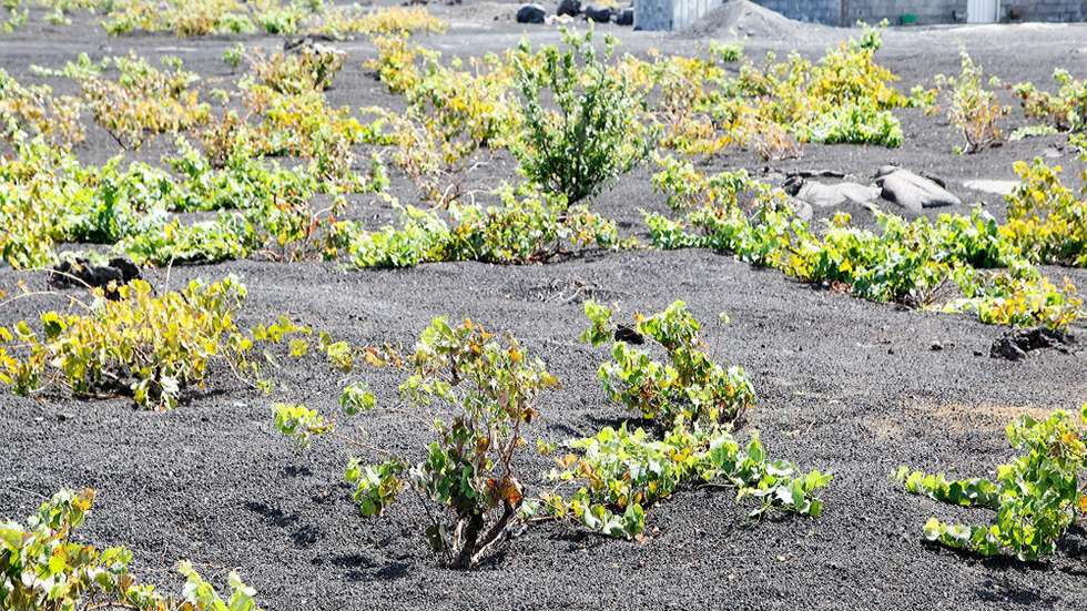 As alterações climáticas estão a afetar o desempenho agrícola e, no futuro, podem ameaçar o abastecimento alimentar global, razão pela qual é urgente conceber culturas mais resistentes à seca ou à salinidade do solo