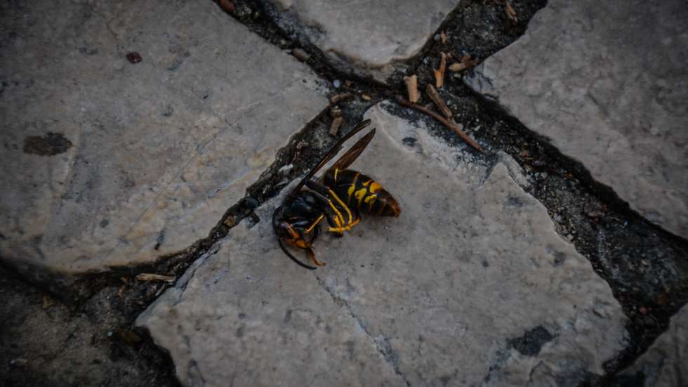 Vespa asiática morta por uma empresa especializada que injetou veneno para exterminar um ninho de vespa asiática, detectado hoje, perto da escola secundária Bordalo Pinheiro, Caldas da Rainha, 11 de outubro de 2019. O veneno servirá para matar a colónia e terá a duração de 48 horas, altura em que será retirado o ninho.  CARLOS BARROSO/LUSA