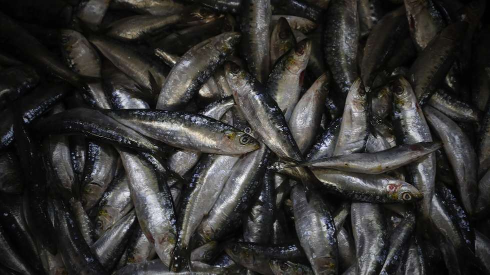 Produtores e indústria conserveira assinam acordo relativo ao abastecimento de sardinha