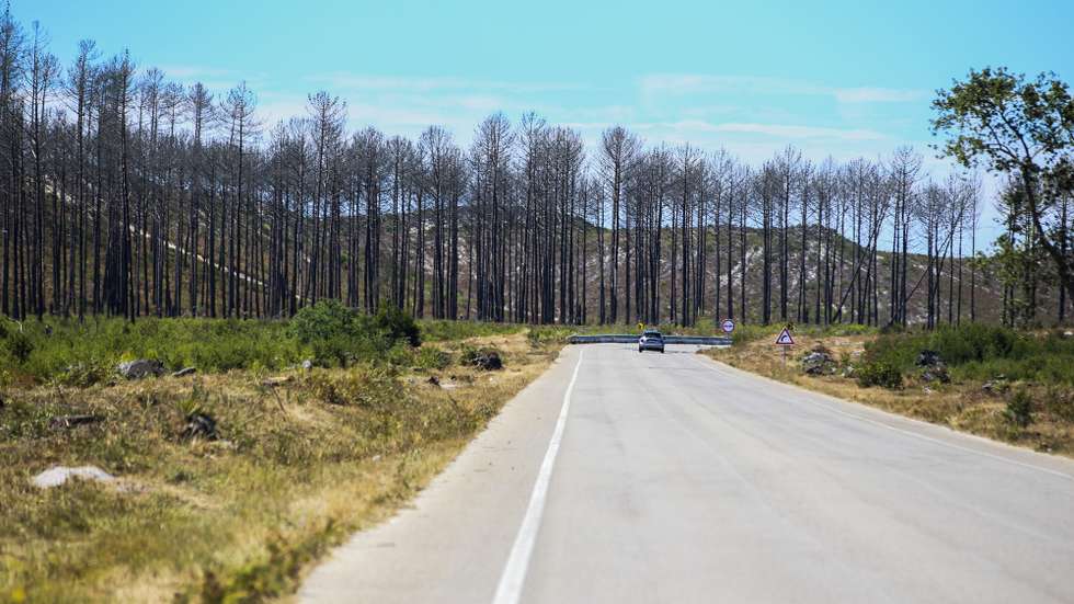 Vista do Pinhal de Leiria, em Vieira de Leiria, 31 de julho 2020. Há milhares de pinheiros a crescer na Mata Nacional de Leiria quase três anos após o incêndio que destruiu quase toda a floresta do concelho da Marinha Grande, apontando o ICNF - Instituto da Conservação da Natureza e das Florestas para uma taxa de sucesso de regeneração superior a 80%. (ACOMPANHA TEXTO DE 9 DE AGOSTO DE 2020). PAULO CUNHA /LUSA