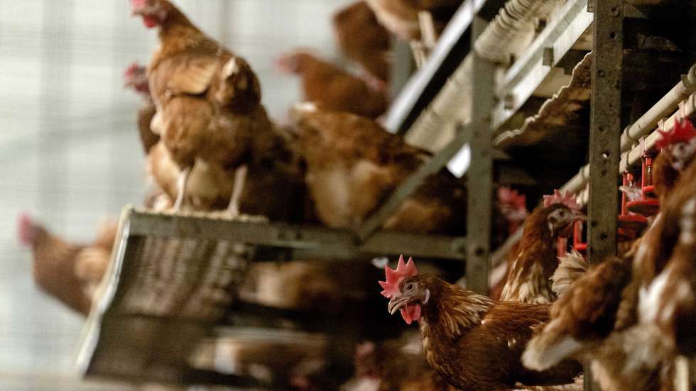 epa08767930 Chickens of poultry farmer Theo Bos have to stay indoors because of bird flu in Barneveld, The Netherlands, 23 October 2020. Commercial poultry farmers must keep their chickens indoors for the time being. The duty applies to farmers who have at least 250 chickens.  EPA/SANDER KONING