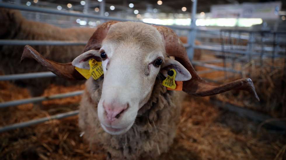 Animais no pavilhão do gado onde os efeitos das alterações climáticas na agricultura é o tema da edição deste ano da feira agropecuária Ovibeja, que arranca hoje, &quot;cheia&quot; e com &quot;mais de mil expositores&quot; para mostrar &quot;todo o Alentejo deste mundo&quot;, Beja, 23 de abril de 2019. De acordo com a ACOS, estão presentes &quot;mais de mil expositores&quot; de diversos setores de atividade e distribuídos por vários pavilhões instalados numa área de 10 hectares do parque. (ACOMPANHA TEXTO DE 24 DE ABRIL DE 2019). NUNO VEIGA/LUSA