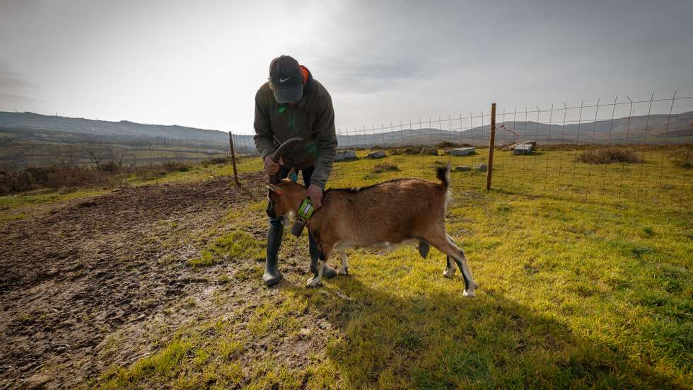 O pastor António José Teixeira do projeto “Rebanhos Mais” com uma cabra parda que utiliza um dispositivo de geolocalização do projeto “Rebanhos Mais” que utiliza o pastoreio para gerir espaços naturais e prevenir incêndios, na aldeia de  Lamas, Ribeira de Pena, 27 de fevereiro de 2021. Criadores da serra do Alvão estão a colocar coleiras GPS em cabras bravias e vacas maronesas para acompanharem as movimentações dos animais à distância, através de uma aplicação de telemóvel e no âmbito do projeto “Rebanhos +”. (ACOMPANHA TEXTO DA LUSA DO DIA 02 DE MARÇO DE 2021). PEDRO SARMENTO COSTA/LUSA