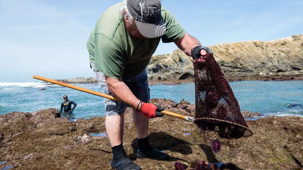 A tradicional 'Ouriçada' de Porto Covo convida todos os anos na primavera a provar sabores do mar no jardim público de Porto Covo. Os ouriços do mar são capturados na costa de Porto Covo por voluntários na véspera da 'Ouriçada', uma festa popular da aldeia turística alentejana, 1 de abril de 2017.