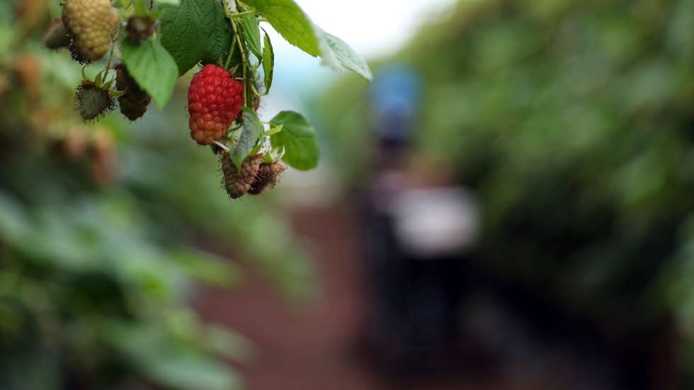 Framboesas numa estufa de uma empresa de exportação de frutos vermelhos, que aumentou 20% o seu volume de negócios neste ano, apesar dos desafios impostos pela pandemia de covid-19 que a obrigaram a repensar a sua estratégia no mercado, em Odemira, 16 de dezembro de 2020. (ACOMPANHA TEXTO DA LUSA DO DIA 01 DE JANEIRO DE 2021). NUNO VEIGA/LUSA