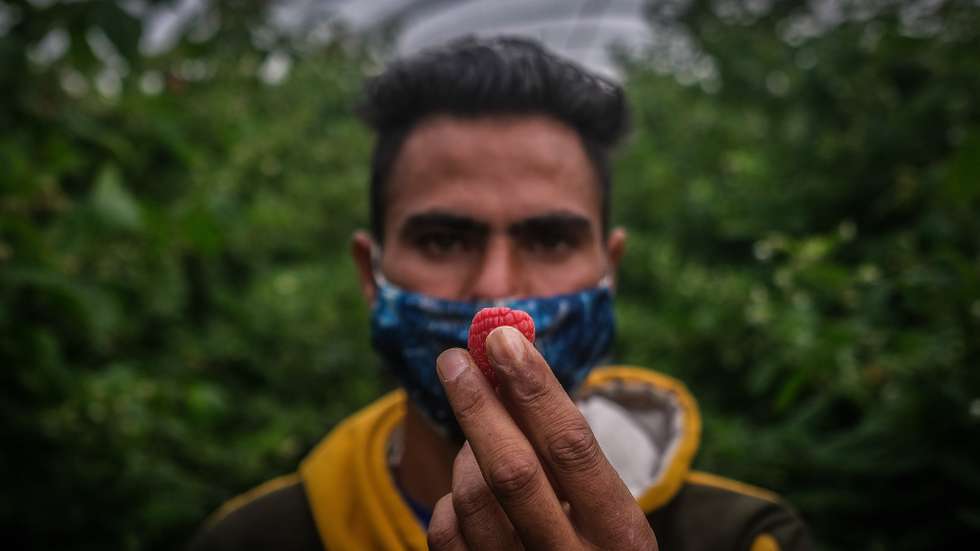 Prince, um dos muitos trabalhadores indianos da empresa Maravilha Farms, empresa agrícola de frutos vermelhos, em Odemira, Beja, 29 de março de 2021. A maioria dos cidadãos indianos que vivem no Alentejo trabalha em plantações dedicadas à produção de fruta mas, apesar da comunidade indiana estar bem integrada, atravessa ainda muitos dificuldades na obtenção de titulo de residência e oportunidades de trabalho, acabando por viver de forma precária. (ACOMPANHA TEXTO DA LUSA DO DIA 04 DE MAIO DE 2021). MÁRIO CRUZ/LUSA