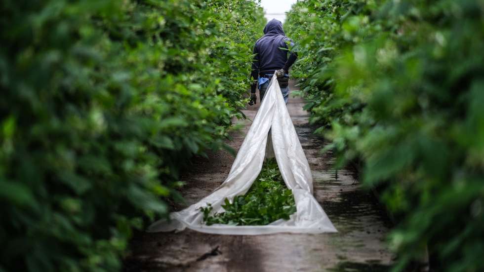 Um dos muitos trabalhadores indianos da empresa Maravilha Farms, empresa agrícola de frutos vermelhos, em Odemira, Beja, 29 de março de 2021. A maioria dos cidadãos indianos que vivem no Alentejo trabalha em plantações dedicadas à produção de fruta mas, apesar da comunidade indiana estar bem integrada, atravessa ainda muitos dificuldades na obtenção de titulo de residência e oportunidades de trabalho, acabando por viver de forma precária. (ACOMPANHA TEXTO DA LUSA DO DIA 04 DE MAIO DE 2021). MÁRIO CRUZ/LUSA