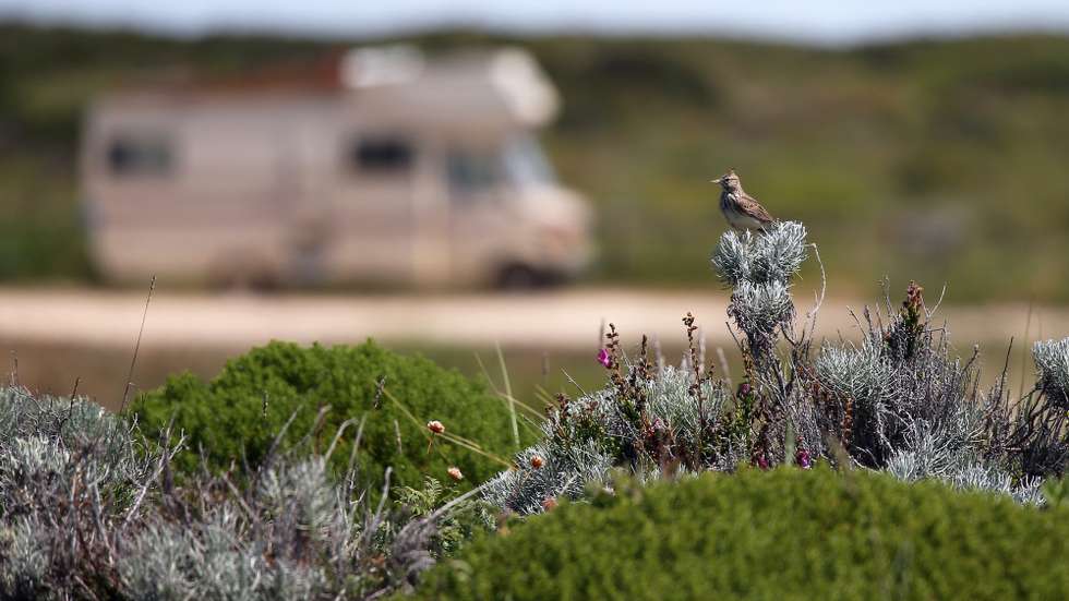 Uma cotovia pousada na vegetação (com uma autocaravana em fundo), na Ponta da Atalaia, Aljezur, no Parque Nacional do Sudoeste Alentejano e Costa Vicentina (PNSACV), uma área importante para as aves e onde “habitam” 700 espécies de plantas, algumas exclusivas desta zona, Aljezur, 10 de maio de 2021. (ACOMPANHA TEXTO  DE 20/05/2021) NUNO VEIGA/LUSA