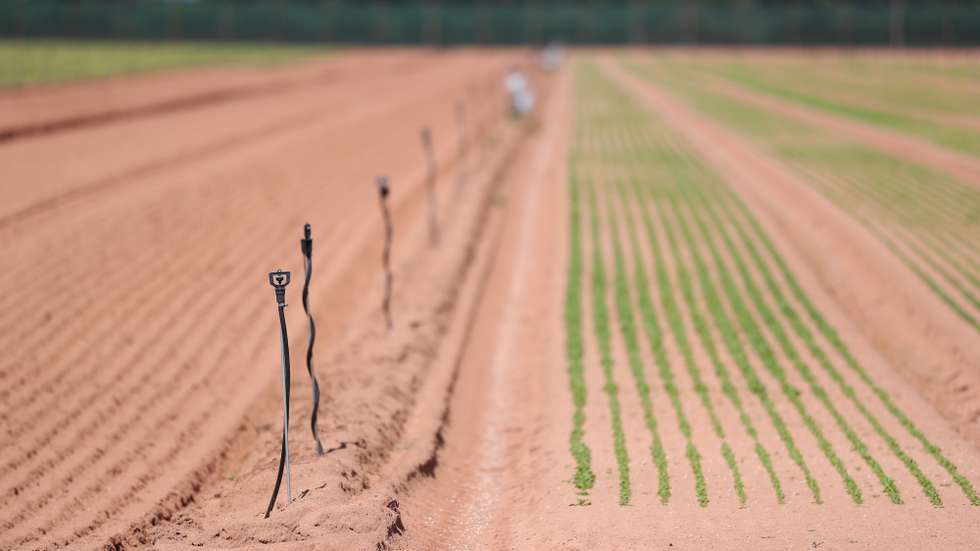 ampo agrícola na região do Parque Natural do Sudoeste Alentejano e Costa Vicentina