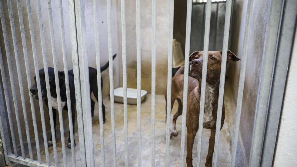 Dois cães na sua gaiola na Casa do Animal da Câmara Municipal de Lisboa, 24 de agosto de 2020. JOSÉ SENA GOULÃO/LUSA
