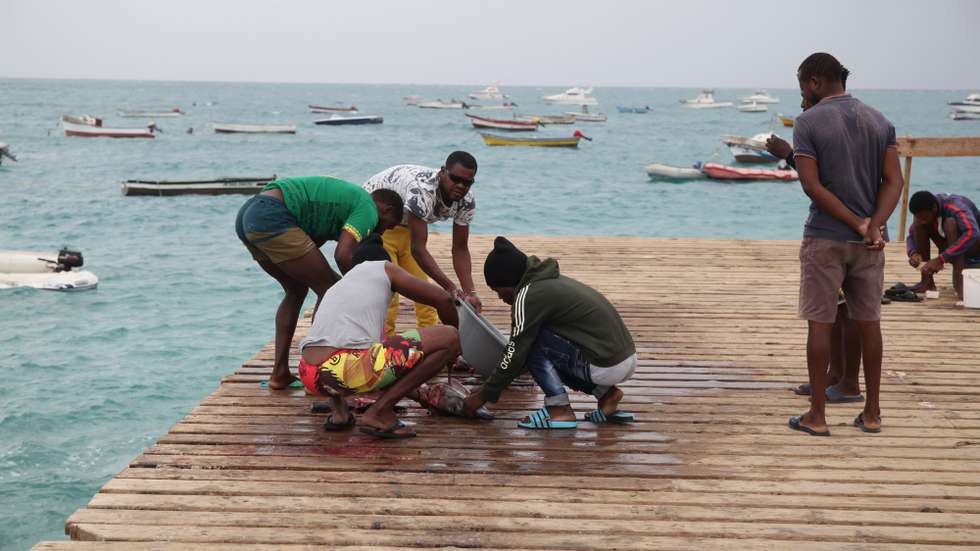 A pandemia levou o turismo do Sal e nos últimos meses vários negócios simplesmente pararam, deixando milhares sem trabalho e que, aos poucos, têm feito a ilha cabo-verdiana voltar às suas raízes: a pesca, Sal, Cabo Verde, 11 de janeiro de 2021. É bem cedo que dezenas de embarcações de pesca artesanal se fazem ao mar, todos os dias, junto ao pontão de Santa Maria, local outrora percorrido por centenas de turistas, todos os dias. Agora, além dos pescadores, estes barcos levam também carpinteiros, pedreiros ou até taxistas, que procuram no mar algum sustento. (ACOMPANHA TEXTO DE 18 DE JANEIRO DE 2021). FERNANDO DE PINA/LUSA
