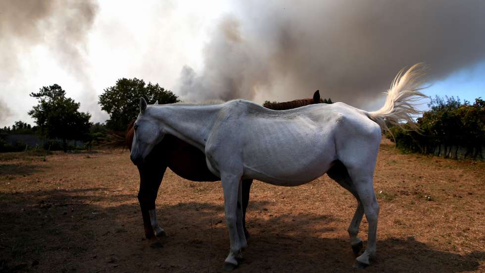 Cavalos perto do incêndio em Fontão, Albergaria-a-Velha, 06 de setembro de 2019. A Autoestrada 25 (A25) e o Itinerário Complementar 2 (IC2) foram já reabertos, em Albergaria-a-Velha e Águeda, no distrito de Aveiro, onde o incêndio na localidade de Paus motiva “maior preocupação”. NUNO ANDRÉ FERREIRA/LUSA