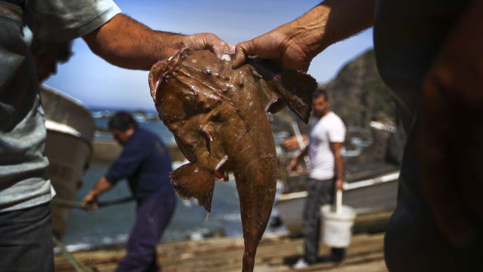 Pescadores seguram um tamboril que apanharam no mar, no Porto da Azenha do Mar, em Odemira, 11 de maio de 2014. A comunidade piscatória da Azenha do Mar criou o projeto “Cabaz do Mar”, que consiste num cabaz com diferentes tipos de peixe que é entregue em casa dos clientes. (ACOMPANHA TEXTO) MÁRIO CRUZ/LUSA