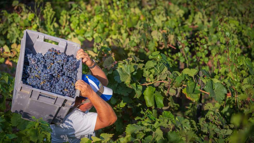Vindimas no Douro no Pinhão, 25 de agosto de 2021. O Douro deu o arranque à “festa” das vindimas e por toda a região a paisagem pinta-se de gente que culmina um ano de trabalho “mais tranquilo” na vinha e em que se perspetiva um aumento de produção. (ACOMPANHA TEXTO DE 26/08/21) PEDRO SARMENTO COSTA/LUSA