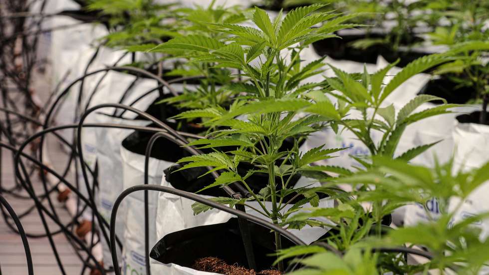 Uma empresa de Altura produz canábis para fins medicinais,