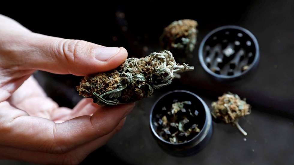 epa09529910 A man holds a marijuana bud in Valencia, Spain, 18 October 2021. Despite the Spanish law prohibits its consumption, some 3.2 million Spaniards consume it on a regular basis, according to a recent poll carried out by the Spanish platform 'Proyecto Hombre'. The rise in the consumption of cannabis has driven Spanish left wing political parties to reopen the debate of its legislation as they feel the need of establishing a new regulatory framework coherent with the contemporary social reality.  EPA/Ana Escobar