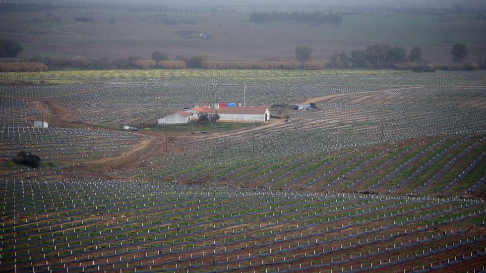 Uma nova plantação de amendoeiras perto do novo reservatório do Espinheiro, integrado na Estação Elevatória 2 do Monte Novo, visitada hoje pela ministra da Agricultura, Maria do Céu Antunes (ausente na imagem), onde foram apresentadas as conclusões do estudo “Regadio 2030 – Levantamento do potencial de desenvolvimento do regadio de iniciativa pública no horizonte de uma década”, Évora, 10 de dezembrol de 2021. NUNO VEIGA/LUSA