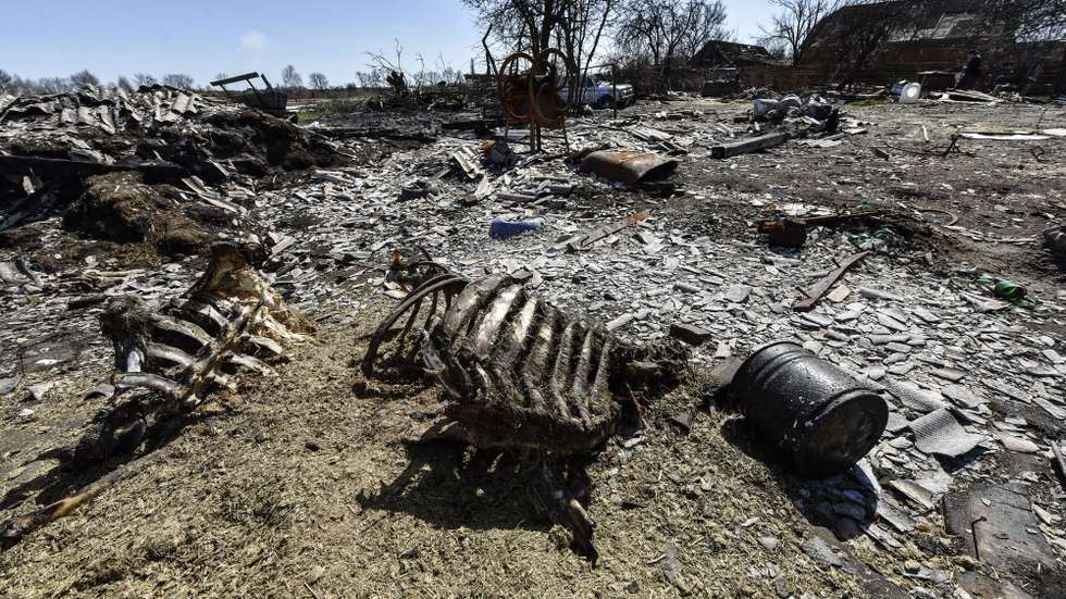 epa09890757 Bones of the dead cow in the village of Teterivske north of Kyiv (Kiev), Ukraine, 14 April 2022. On 24 February, Russian troops had entered Ukrainian territory in what the Russian president declared a 'special military operation', resulting in fighting and destruction in the country, a huge flow of refugees, and multiple sanctions against Russia.  EPA/OLEG PETRASYUK