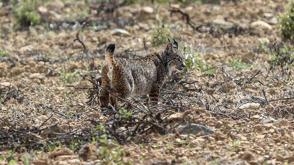 Libertação do casal de linces Sidra e Salão na serra de Alcoutim, evento integrado no projeto da reintrodução de Lince-Ibérico em Portugal, Alcoutim, 3 de maio de 2022.  LUÍS FORRA/LUSA