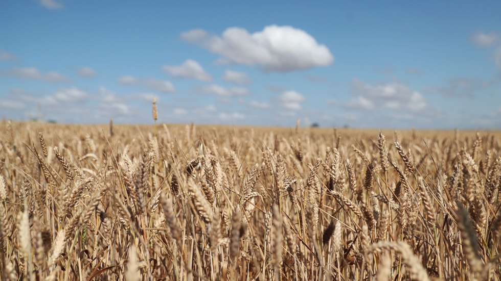 Um campo experimental com plantações de forragens e trigo em Castro Verde, 24 de maio de 2021. Sem acesso ao Alqueva e com as alterações climáticas a causarem mais problemas, os agricultores do Campo Branco, no distrito de Beja, estão a trabalhar em busca de novos “nichos” de mercado para valorizar as suas produções. (ACOMPANHA TEXTO DO DIA DE 05 DE JUNHO DE 2021). NUNO VEIGA/LUSA