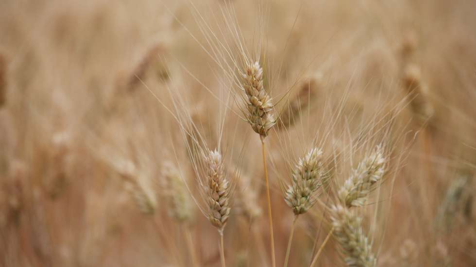 Plantação de trigo duro, onde decorreu uma visita da ministra da Agricultura e da Alimentação, Maria do Céu Antunes (ausente da fotografia), organizada pela Cooperativa Agrícola de Beja e Brinches e pelo Clube Português dos Cereais de Qualidade, no âmbito 46.ª Assembleia Geral do Clube Português dos Cereais de Qualidade, em Beja, 30 de maio de 2022. NUNO VEIGA/LUSA