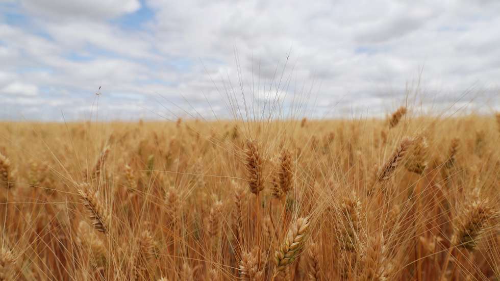 Plantação de trigo duro, onde decorreu uma visita da ministra da Agricultura e da Alimentação, Maria do Céu Antunes (ausente da fotografia), organizada pela Cooperativa Agrícola de Beja e Brinches e pelo Clube Português dos Cereais de Qualidade, no âmbito 46.ª Assembleia Geral do Clube Português dos Cereais de Qualidade, em Beja, 30 de maio de 2022. NUNO VEIGA/LUSA
